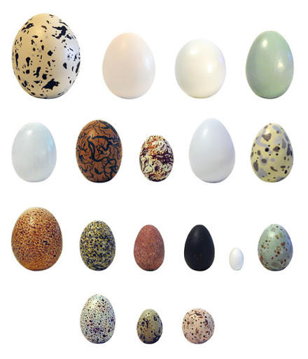 A collection of assorted poultry eggs of various colours and sizes