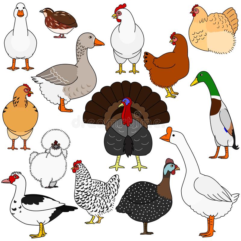 Various poultry breeds — chickens, ducks, geese, turkeys, guinea fowl